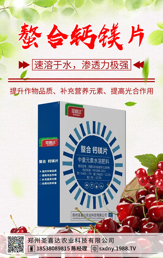 洋薊為什么這么受人歡迎？洋薊的市場行情分析