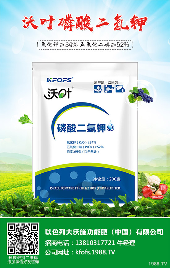 芹菜病毒病有哪些危害？該如何防治？芹菜病毒病的危害與防治