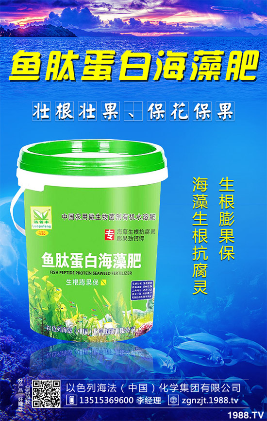 芹菜病毒病有哪些危害？該如何防治？芹菜病毒病的危害與防治