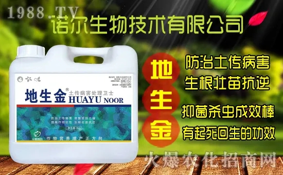 黃花菜種子怎么采集？黃花菜種苗價格多少錢一株？