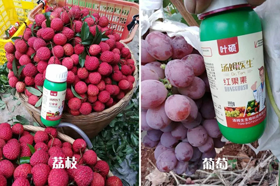 �t���ء�ֻ���D(zhu��n)ɫ�������D(zhu��n)ɫ���������߼t���ó���